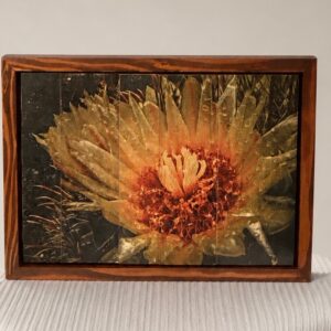 Blossom on Barrel Cactus
